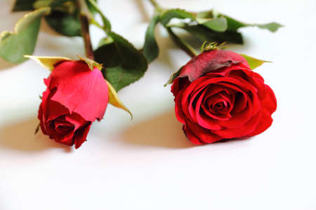  roses and petals on white background の写真素材