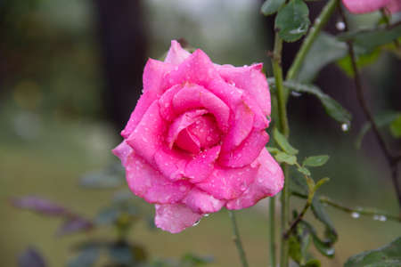 Beautiful red rose with drops of waterの写真素材