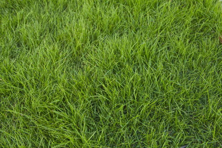 green grass surfaceの写真素材