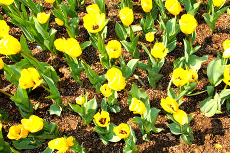 yellow tulips on a flowerbed in a parkの写真素材