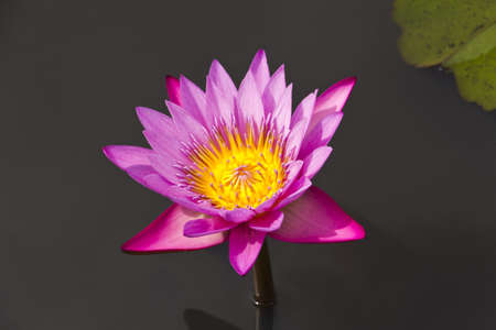  pink lotus flowerの写真素材