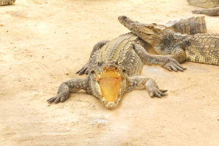 many crocodiles lie on a stoneの写真素材