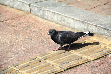Grey Culver in the city  Close up off gray dove in the group of pigeons on the floor of square in koreaの写真素材
