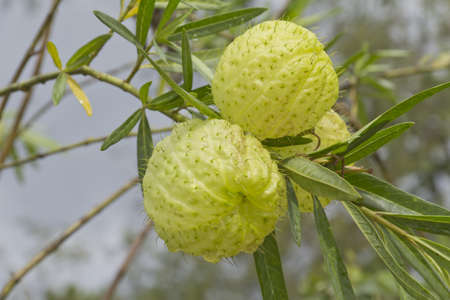 Asclepias fruticosa, gomphocarpus fruticosus, swan plant, african milkweed, balloonplantの写真素材