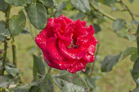 Beautiful red rose with drops of waterの写真素材