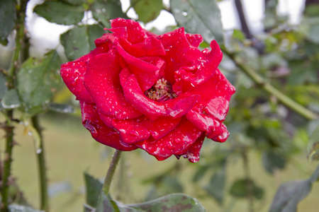 Beautiful red rose with drops of waterの写真素材