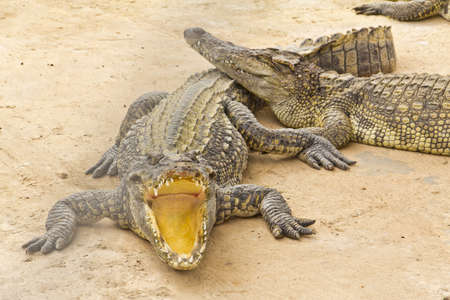 Crocodiles in Thailand zoo の写真素材