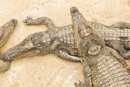 Crocodiles in zoo の写真素材