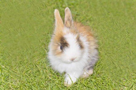 Little rabbit on green grassの写真素材