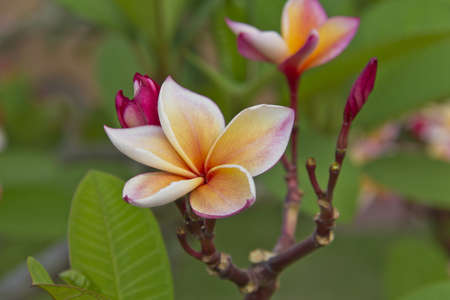 white and yellow frangipani flowers with leaves in backgroundの写真素材