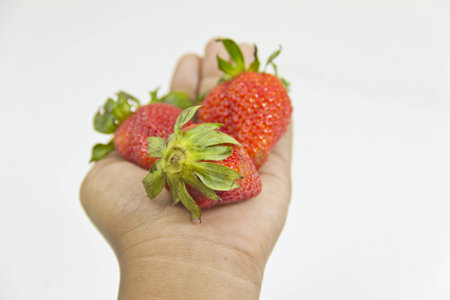Fresh strawberries in the hands of a childの写真素材