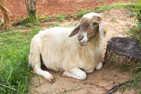 Sheep on a autumn fieldの写真素材