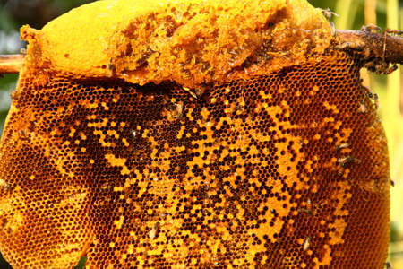 Honey from the hive making in honeycombsの写真素材