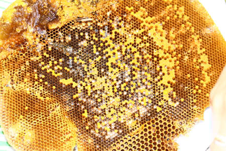 Honey from the hive making in honeycombsの写真素材