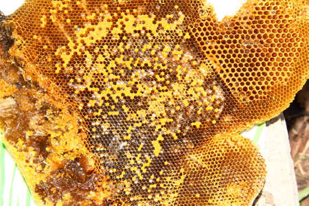 Honey from the hive making in honeycombsの写真素材