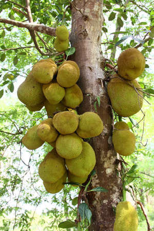 Jack fruit on the treeの写真素材