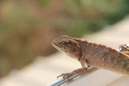 Lizard on the windowの写真素材
