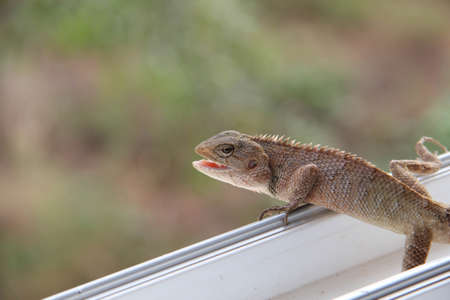 Lizard on the windowの写真素材