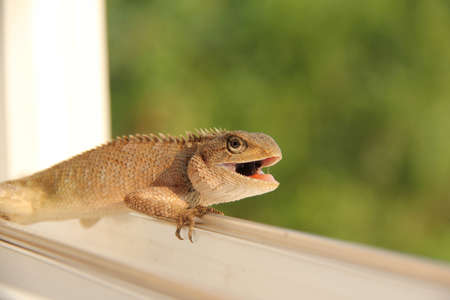 Lizard on the windowの写真素材