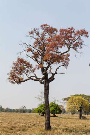 Collection of Beautiful Colorful Autumn Leaves  green, pink, orange, redの写真素材
