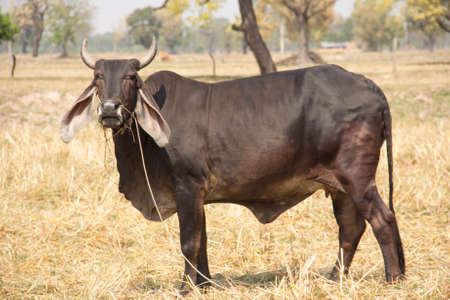 cow in field in thailandの写真素材