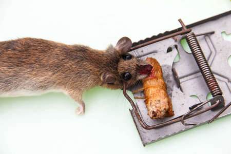 dead mouse trapped by mouse trapの写真素材