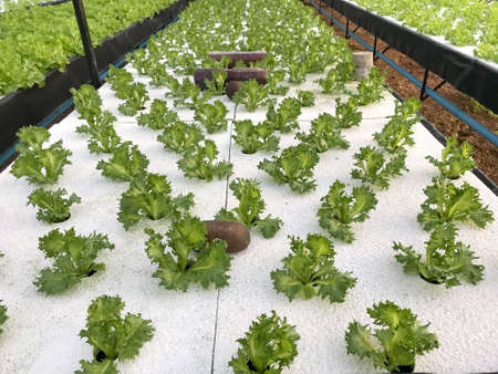 Organic green leafy vegetables in farm.の写真素材