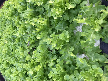 Organic green leafy vegetablesの写真素材