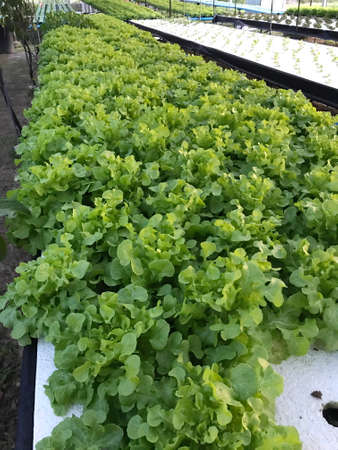 Organic green leafy vegetables in farm.の写真素材