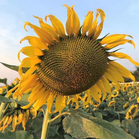 sunflowers in the fieldの写真素材