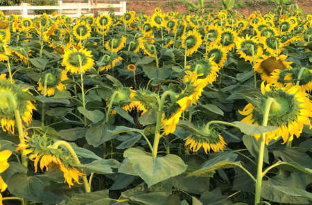 sunflowers in the fieldの写真素材