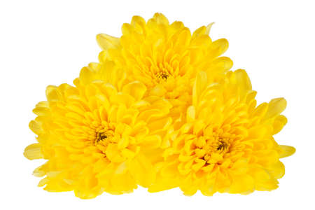Yellow chrysanthemum flowers isolated on white backgroundの写真素材