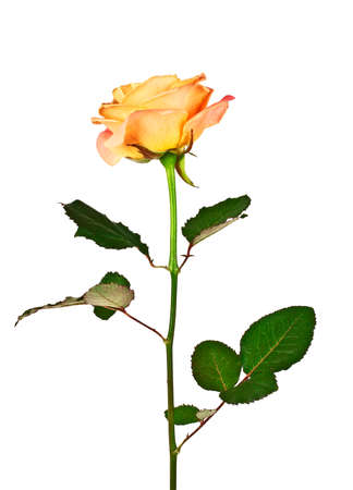 Orange rose isolated on a white backgroundの写真素材