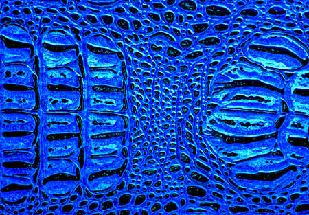 Blue crocodile leather texture, can use as backgroundの写真素材