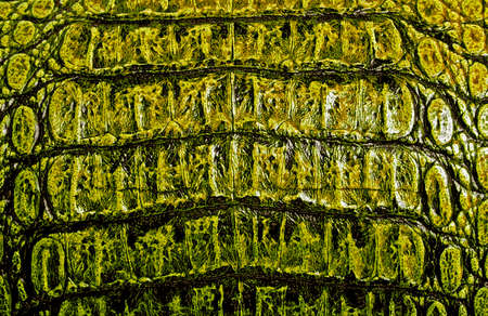Brown alligator patterned background