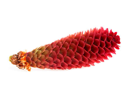 Pine cone isolated on white backgroundの写真素材