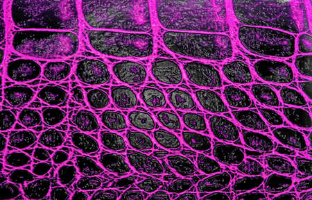 Violet alligator patterned backgroundの写真素材