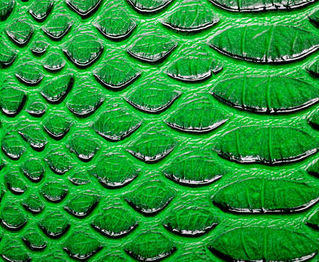 Green snake patterned backgroundの写真素材