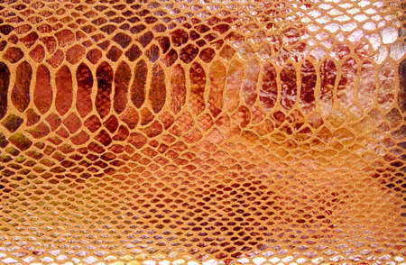 Close-up of snakeskin leatherの写真素材