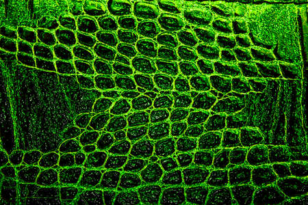 Crocodile leather, can use as backgroundの写真素材