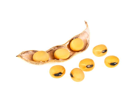 Soybean pods isolated on white background. Soya - protein plant for health foodの写真素材