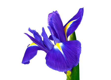 Blue iris flower isolated on white backgroundの写真素材