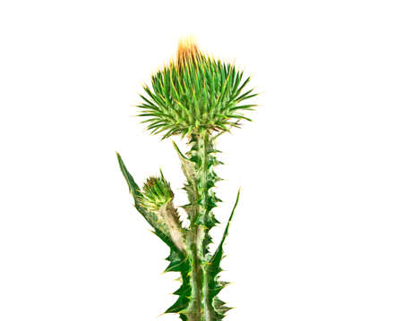 Milk Thistle plant (Silybum marianum) herbal remedy. Scotch thistle, Cardus marianus, Blessed milk thistle, Marian Thistle, Mary Thistle, Saint Mary's Thistleの写真素材