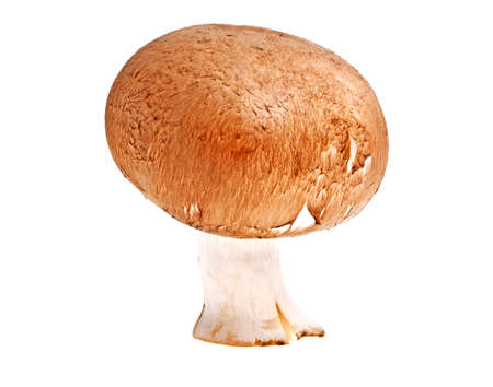 Champignon mushroom, brown variety, isolated on white background.の写真素材