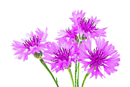 Violet Cornflower - Centaurea on a white backgroundの写真素材