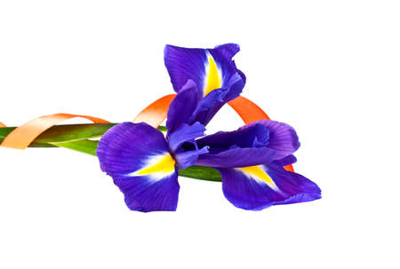 Blue iris or blueflag flower and orange ribbon isolated on white backgroundの写真素材