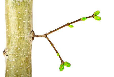 Close up of young tree branch on a white background
