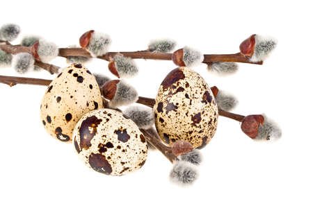 Quail eggs and willow branches on a white background, easter compositionの写真素材