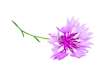 Violet Cornflower - Centaurea on a white backgroundの写真素材