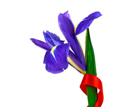 Blue iris and red ribbon isolated on white backgroundの写真素材